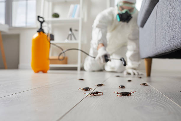 Commercial Kitchen Cockroach Control in Silverton